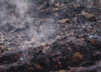 කුරුඳු කැලෑවක පිළිස්සුණු මළ සිරුරක්