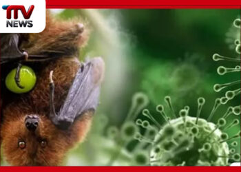 නිපා වෛරසය කොළඹ වවුලන් අතර : දැනටත් ව්යාප්තව තිබීමේ අවදානමක් – මහාචාර්ය නීලිකා මලවිගේ අනතුරු අඟවයි