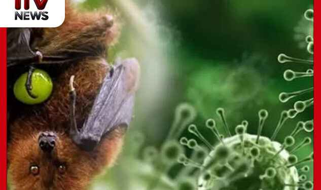 නිපා වෛරසය කොළඹ වවුලන් අතර : දැනටත් ව්‍යාප්තව තිබීමේ අවදානමක් – මහාචාර්ය නීලිකා මලවිගේ අනතුරු අඟවයි