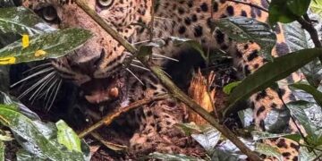 2026 වසරේ පළමු කොටි බිල්ල වාර්තා වෙයි