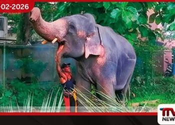 ආසියාවේ එකම අලි වෙද රෝහලත් ලංකාවේ!
