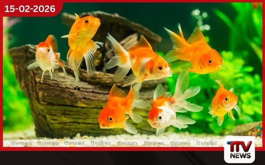 රුපියල් කෝටි 89ක මත්ස්ය අභිජනනාගාර ව්යාපෘති අඩපණ වෙයි