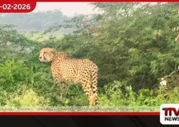 කූනෝ උද්යානයෙන් පැන ආ අප්රිකානු චීටා යළිත් රාජස්ථානයේදී හමුවේ