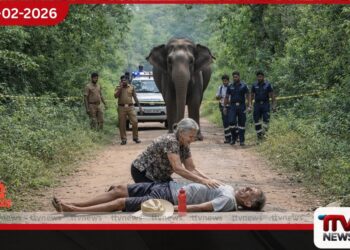 සීගිරියේදී වන අලි ප්‍රහාරයකින් විදේශිකයෙකු මරුට