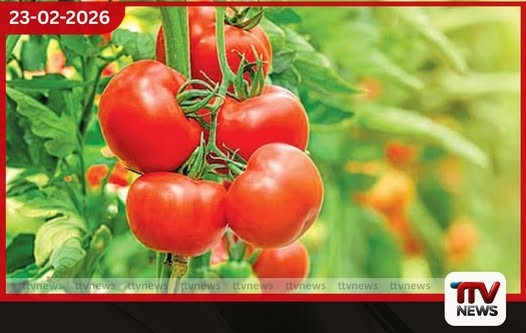 තක්කාලි මිල ලෙල්ලටම බහී