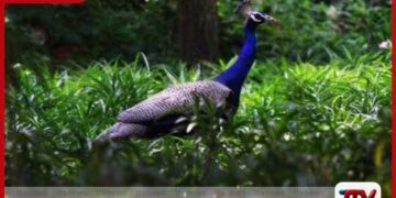 ඉන්දියාවේ ජාතික පක්ෂීන් 11 දෙනෙකු  ඝාසිබාද්හිදී මියගොස් සිටියදී හමුවෙයි