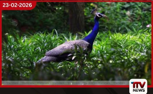 ඉන්දියාවේ ජාතික පක්ෂීන් 11 දෙනෙකු ඝාසිබාද්හිදී මියගොස් සිටියදී හමුවෙයි