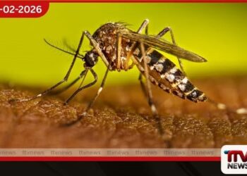 කොළඹ නගර සභාවේ  විශේෂ තෙදින ඩෙංගු මර්දන  වැඩසටහනක් අද ඇරඹෙයි