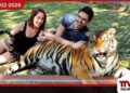 තායිලන්තයේ Tiger Kingdom උද්‍යානයේ  ව්‍යාඝ්‍රයින් 72ක් මරුට මාරාන්තික වෛරසයක්  හේතුව බව හෙළිවෙයි