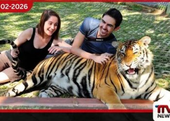 තායිලන්තයේ Tiger Kingdom උද්‍යානයේ  ව්‍යාඝ්‍රයින් 72ක් මරුට මාරාන්තික වෛරසයක්  හේතුව බව හෙළිවෙයි
