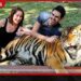 තායිලන්තයේ Tiger Kingdom උද්යානයේ ව්යාඝ්රයින් 72ක් මරුට මාරාන්තික වෛරසයක් හේතුව බව හෙළිවෙයි