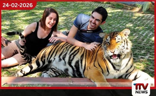 තායිලන්තයේ Tiger Kingdom උද්යානයේ ව්යාඝ්රයින් 72ක් මරුට මාරාන්තික වෛරසයක් හේතුව බව හෙළිවෙයි
