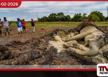 2026 වසරේ මුල් දින 50 තුළ අලි මරණ 44ක් සහ මිනිස් මරණ 10ක්