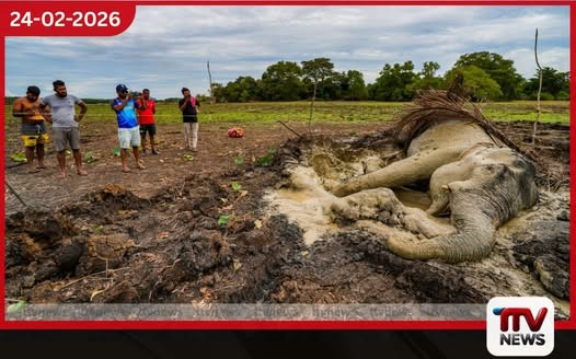 2026 වසරේ මුල් දින 50 තුළ අලි මරණ 44ක් සහ මිනිස් මරණ 10ක්