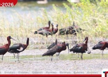 යාපනය මණ්ඩතිව්  තෙත්බිම් වනසන ‘ක්‍රීඩා නගරය’  නීතිය නොතකා ඉදි කිරීම් ඇරඹෙයි