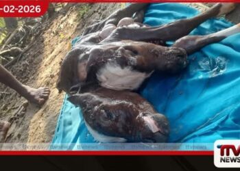 මුලතිව් විශ්වමඩු ප්‍රදේශයේදී  හිස් දෙකක් සහිත වසු පැටවෙකු බිහි වෙයි