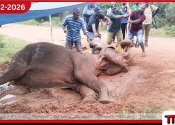 මඩු රක්ෂිතයේ අසනීප වී සිටි වන අලි හයදෙනාගෙන් දෙදෙනෙක් මියයති: විෂ ශරීරගත වූ බවට සැක
