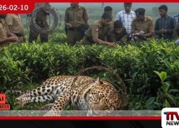 බගවන්තලාවේදී කම්බි මන්දකට හසුවූ කඳුකර කොටියෙක් මරුට!