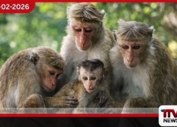 ශ්‍රී ලංකාවේ ප්‍රථම වඳුරු රැඳවුම් මධ්‍යස්ථානය  මාතලේ කළුගඟ අසල ස්ථාපිත කෙරේ