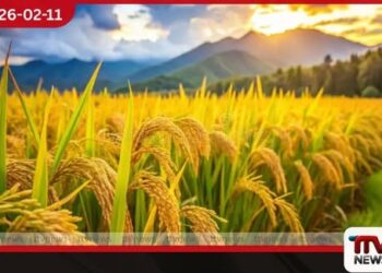 මහ කන්නයේ වී අස්වැන්න  මිලදී ගැනීම ඇරඹෙයි