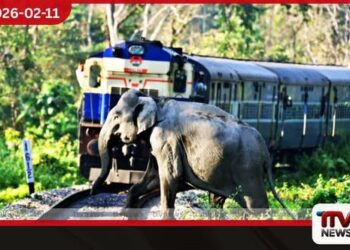 වන අලි – දුම්රිය ගැටුම් වැළැක්වීමට දුම්රියට විශේෂ කැමරා පද්ධතියක්!