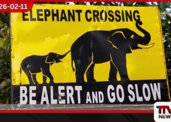 කාසිකොටේ අලි උමං මාර්ගයේ වැඩ ඇරඹෙයි!