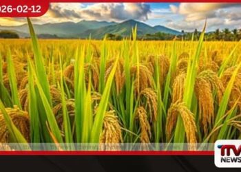 නාඩු අස්වැන්න සරුයි – මිල පහළට