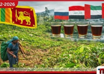 දිට්වා නිසා  තේ නිෂ්පාදනයට දැඩි පහරක්