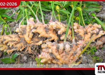 දිට්වා නිසා වගා විනාශයි: අමු ඉඟුරු කිලෝව රු. 2000 දක්වා ඉහළට