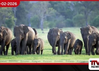 ශ්‍රී ලංකාවේ අවසන් අලියා දකින දිනය වැඩි ඈතක නැහැ: ‘ඩ්‍රෝන’ තාක්ෂණයෙන් අලි සංගණනයක් කරන්නැයි යෝජනාවක්