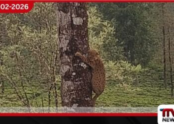 බෝගවන්තලාවේ වත්තක බල්ලන්ගෙන් බේරීමට  දිවි පැටියා ගස් නැග්ග හැටි