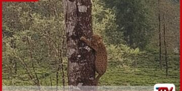 බෝගවන්තලාවේ වත්තක බල්ලන්ගෙන් බේරීමට  දිවි පැටියා ගස් නැග්ග හැටි