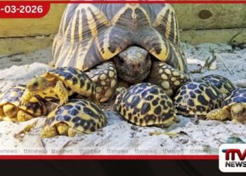 තාරකා ඉබ්බන්ට ගුවනින් යන්න බැරිවෙයි