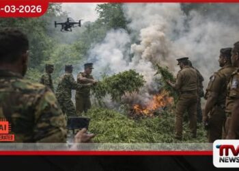 යුද හමුදා ඩ්‍රෝන සහායෙන්  උඩවලව වන රක්ෂිතයේ මහා පරිමාණ  ගංජා හේන් පහක් වැටලයි