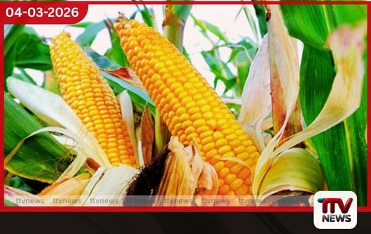 සත්ත්ව ආහාර සඳහා බඩ ඉරිඟු ආනයනය විධිමත් කිරීමට කැබිනට් අනුමැතිය