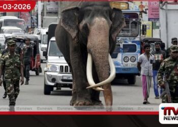 නැදුන්ගමුවේ රාජා හස්තියාගේ අනුරුව අනිද්දා 11 සිට ජනතාවට විවෘතයි