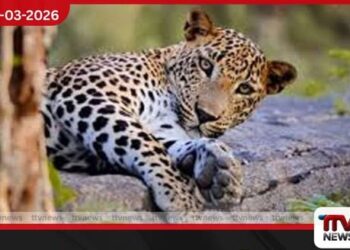 පේරාදෙණිය සරසවිය තුළ කොටියන් සැරිසරයි