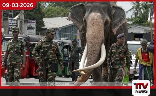 සංරක්ෂණය කළ නැදුන්ගමුවේ රාජා හස්තියා අනිද්දා සිට මහජන ප්රදර්ශනයට