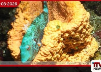 කැරිබියන් මුහුදු පත්ලේ සැඟවුණු අසිරිමත් ලෝකය මෙන්න