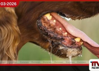 මෙරට ජලභීතිකා මරණ  ඉතිහාසයේ අවම අගය  2025 වසරේදී වාර්තා වෙයි