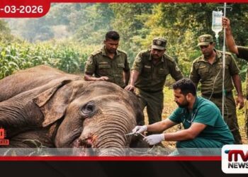 හක්කපටස් නිසා අසාධ්ය වූ වන අලි කෙනරෙක් බේරා ගැනීමට මෙහෙයුමක්