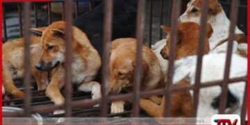 මැදපෙරදිග යුද්ධය හමුවේ අසරණ වූ සුරතල් සතුන්  ‘සැඟවුණු වින්දිතයන්’ බවට පත්වෙයි