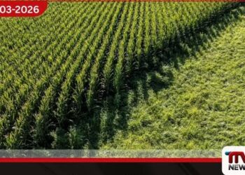 ඉරාන යුද්ධය මැද  ලෝක ධාන්‍ය මිල ඉහළ යයි