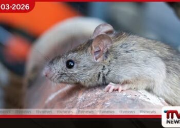 මේ වසරේ ගත වූ කාලය තුළ  මී උණ රෝගීන් 1,800ක් සෞඛ්‍ය අංශවලින් අනතුරු ඇඟවීම්