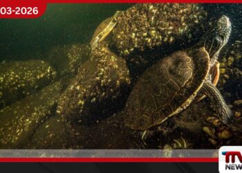 කැනඩාවේ කැස්බෑවන් 150ක් මියයයි: දේශගුණික විපර්යාස හමුවේ මතුවූ අලුත් තර්ජනයක්