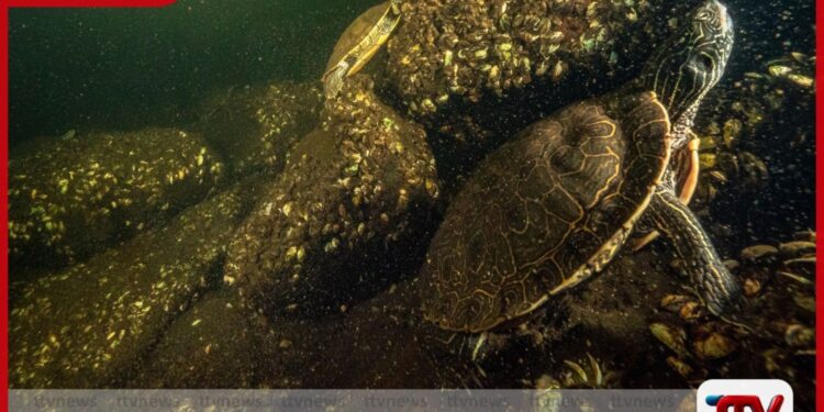 කැනඩාවේ කැස්බෑවන් 150ක් මියයයි: දේශගුණික විපර්යාස හමුවේ මතුවූ අලුත් තර්ජනයක්