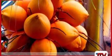 මැදපෙරදිග යුද්ධය නිසා  තැඹිලි අපනයනය නතර වෙයි