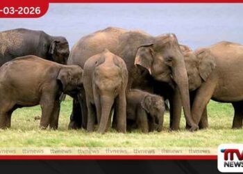 හම්බන්තොට වනඅලි කළමනාකරණ කලාපයට නව රෙගුලාසි