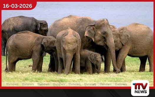 හම්බන්තොට වනඅලි කළමනාකරණ කලාපයට නව රෙගුලාසි