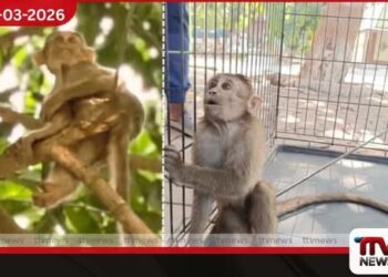 මහාරාෂ්ට්‍රයේ තේන් ජාතික උද්‍යානයේදී හීයකින් පහර කෑ රිළවෙකු හමුවේ දඩයම්කරුවන් පිළිබඳ සැකය මත දැඩි පරීක්ෂණ